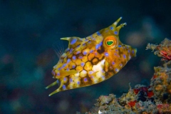 ByCatch