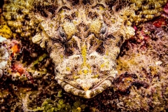 ByCatch