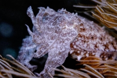 ByCatch