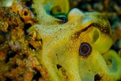 ByCatch