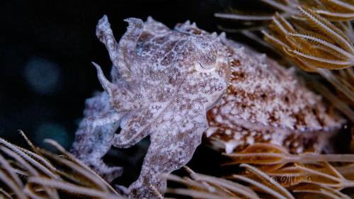 Cavis - Lembeh - Cuttlefish