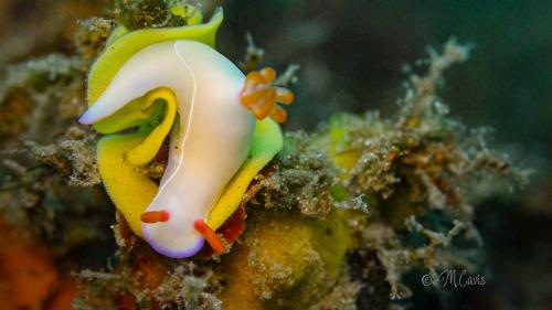 Cavis - Lembeh - Nudibranch with Eggs