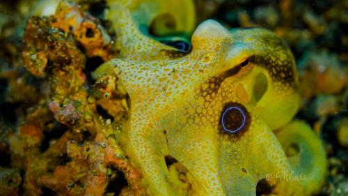 Cavis - Lembeh - Octopus